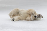 Shy Bear Poster och Canvastavla