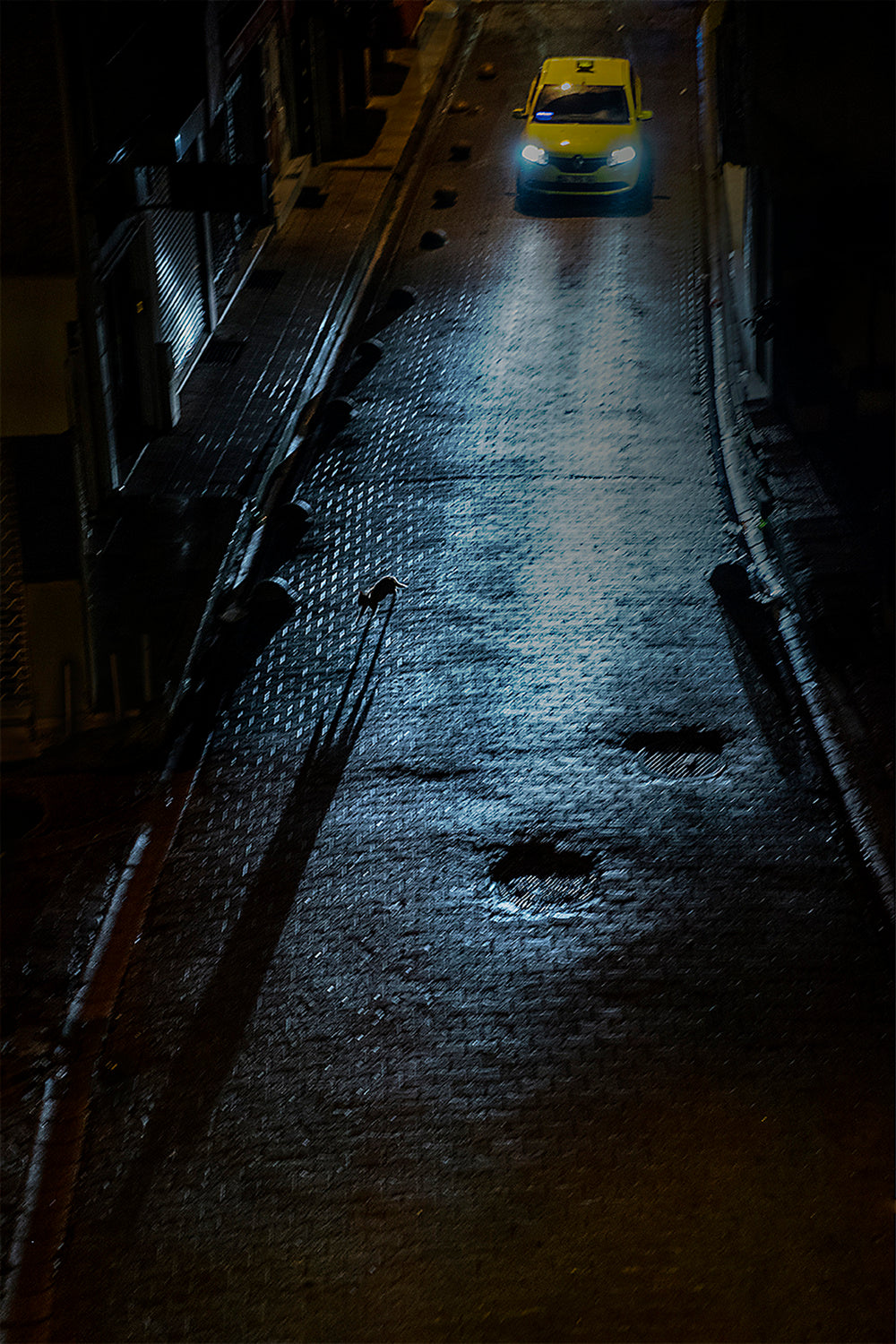 The cat at night Poster och Canvastavla
