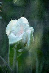 Blushing bride Poster och Canvastavla