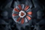 strange flower Poster och Canvastavla