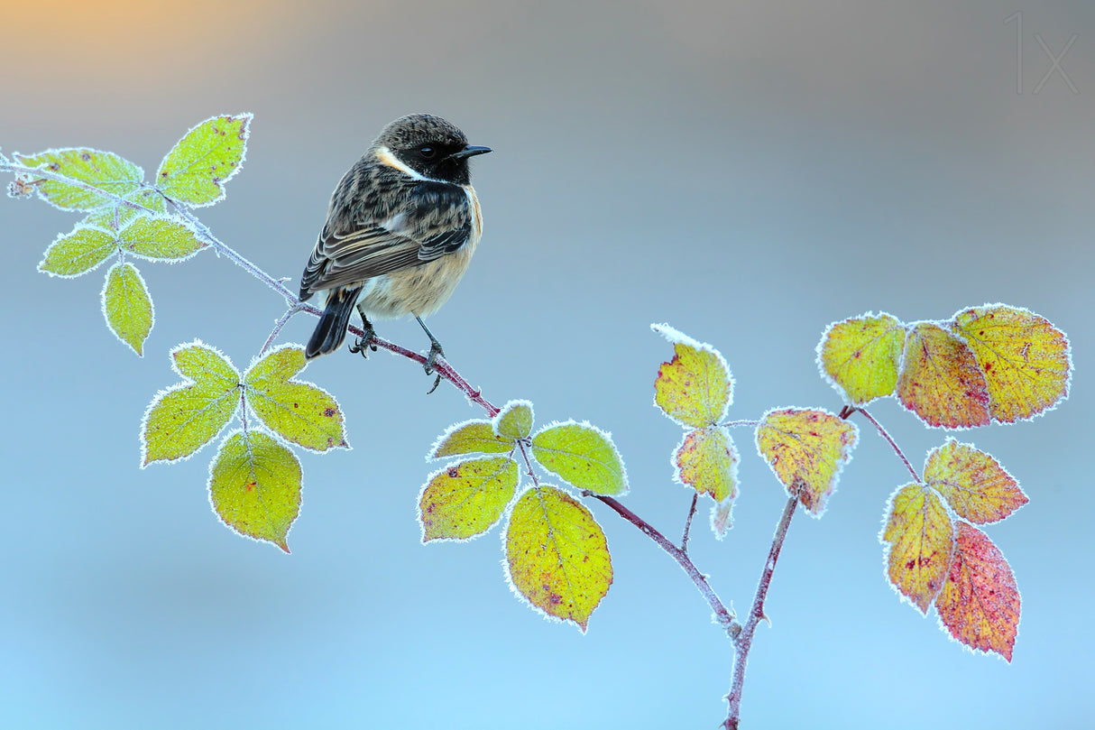 Winter day Poster och Canvastavla