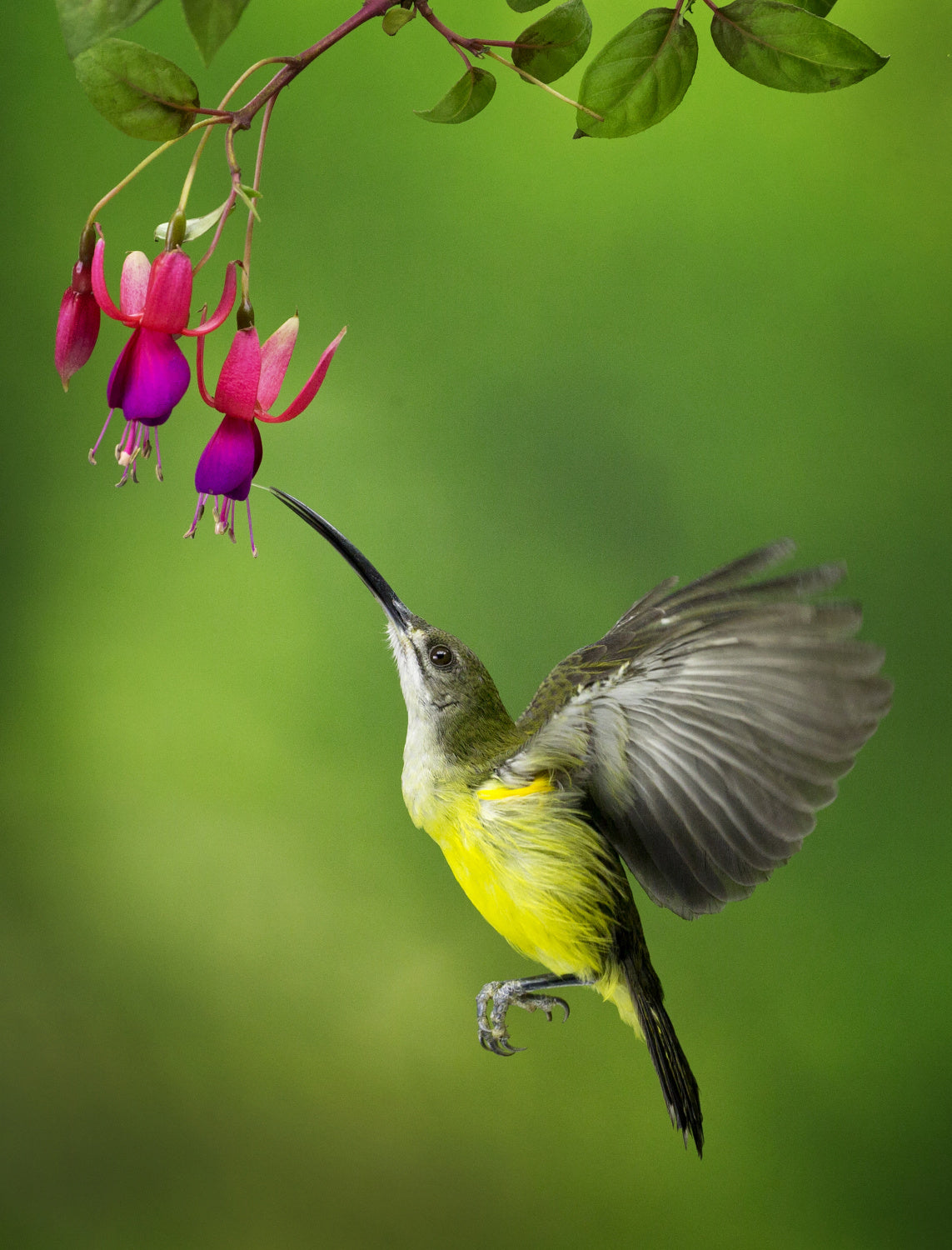 Pijantung Sunbird Poster och Canvastavla