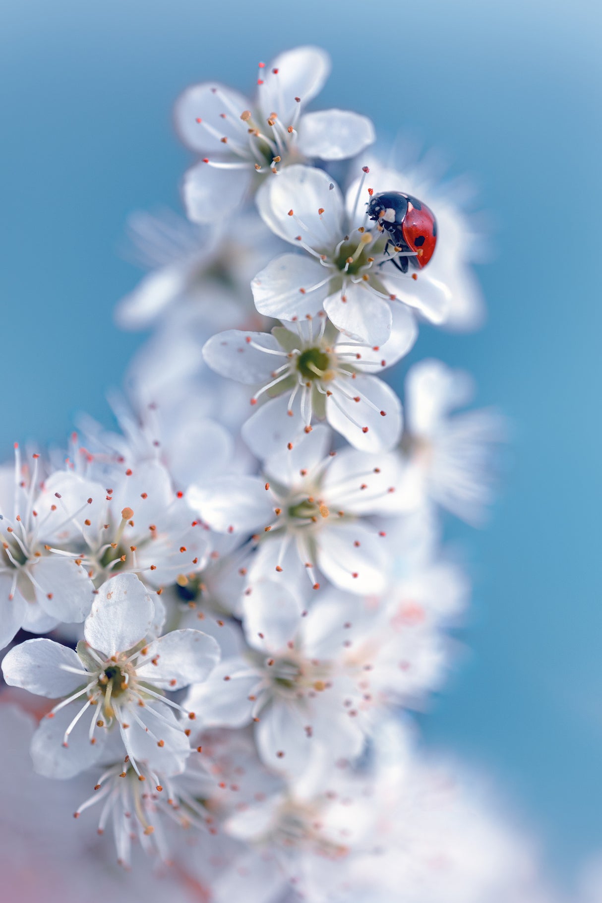 Spring Poster och Canvastavla