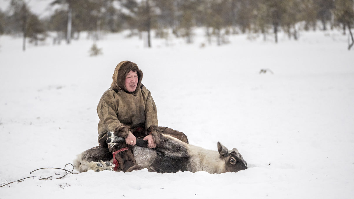 Jigorij catches reindeer Poster och Canvastavla