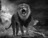 Lion's Roar Poster och Canvastavla
