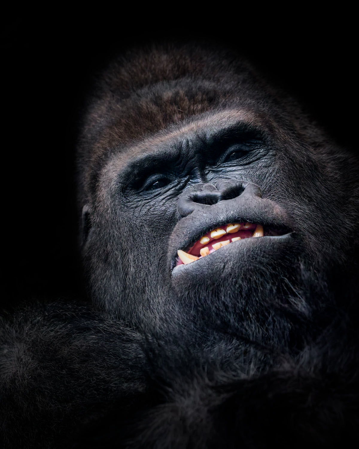 Gorilla face seen from above Poster och Canvastavla