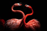 Flamingos Poster och Canvastavla