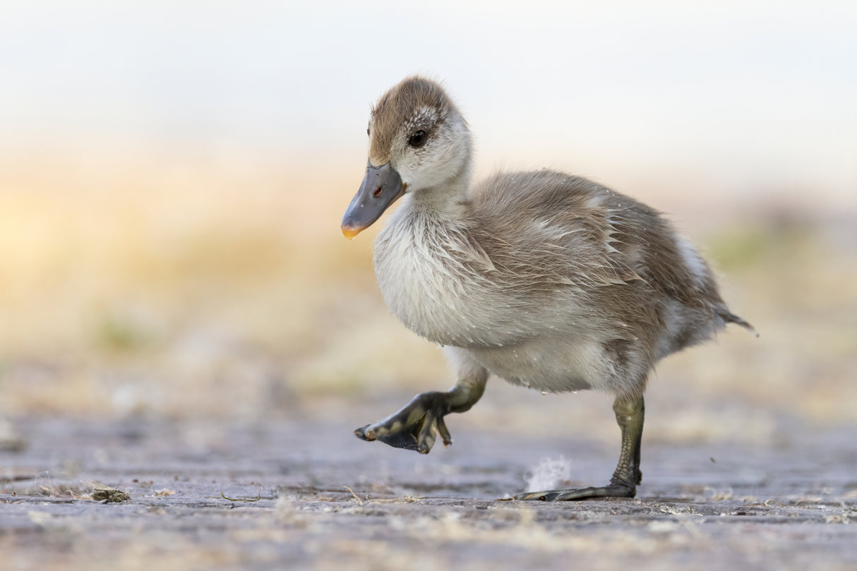 Little Red-crested Pochard Poster och Canvastavla
