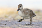 Little Red-crested Pochard Poster och Canvastavla
