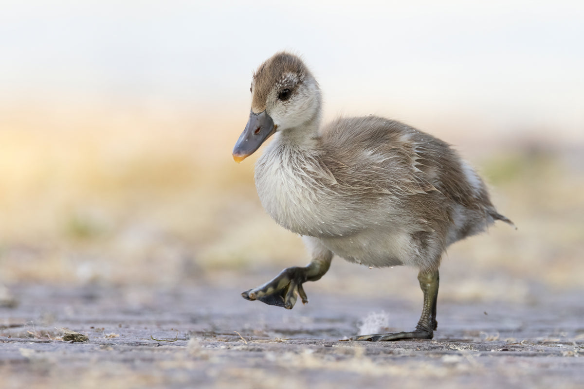 Little Red-crested Pochard Poster och Canvastavla
