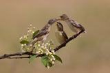 Sunbird Poster och Canvastavla