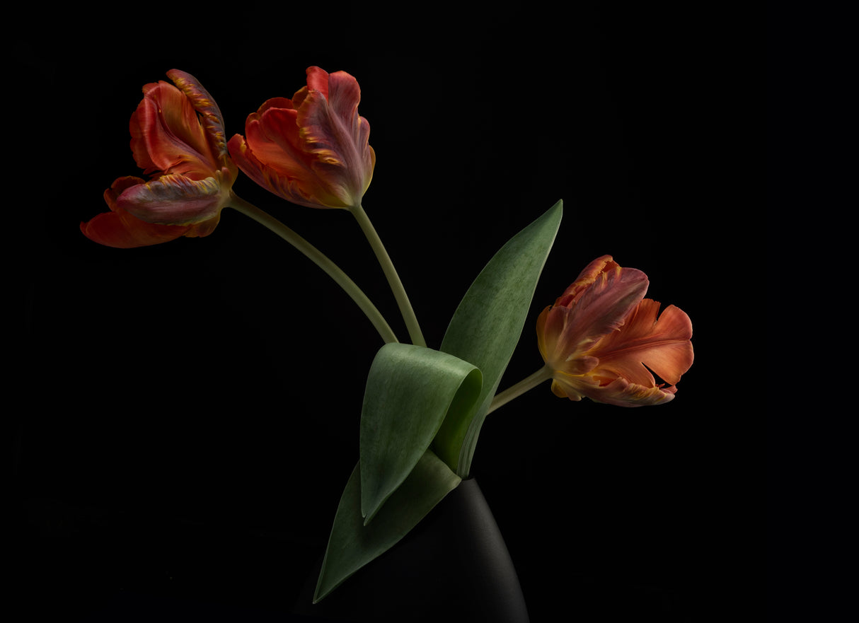 Tulips in vase Poster och Canvastavla