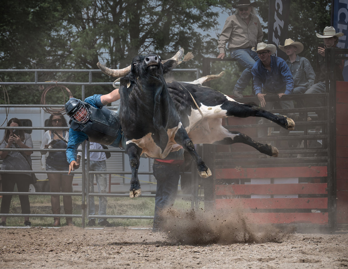 Bull Riding Poster och Canvastavla