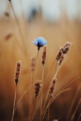 Blue Corn Flower Poster och Canvastavla
