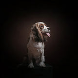 Mr Charlie Poster och Canvastavla