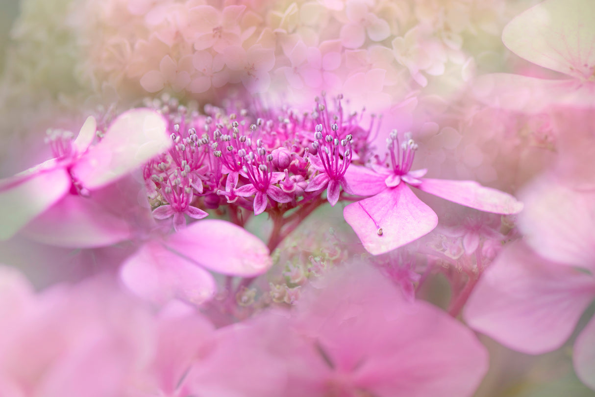 Lacecap hydrangea Poster och Canvastavla