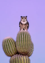 Great Horned Owl Poster och Canvastavla