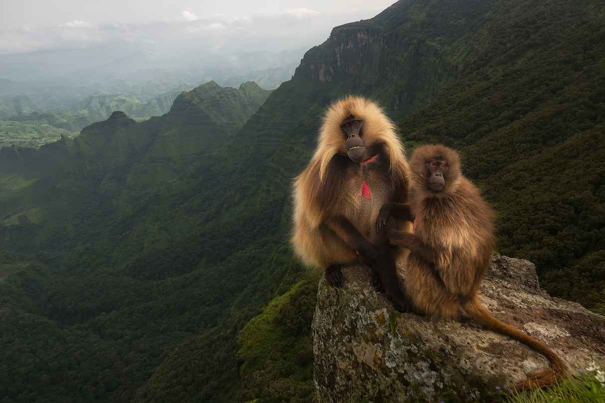 Gelada Baboons Poster och Canvastavla