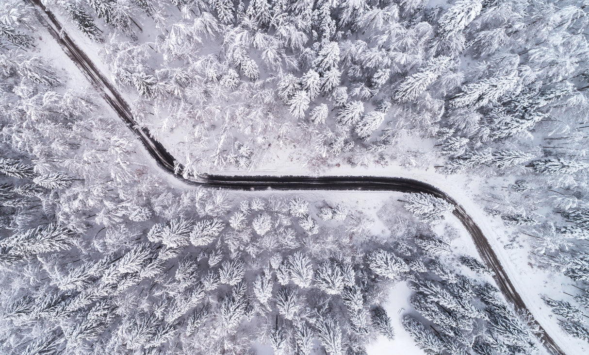 Road through the winter forest Poster och Canvastavla