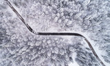 Road through the winter forest Poster och Canvastavla