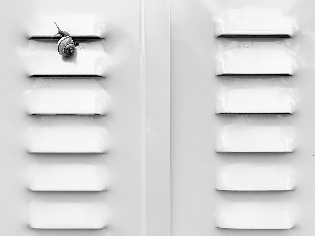A snail is up Poster och Canvastavla