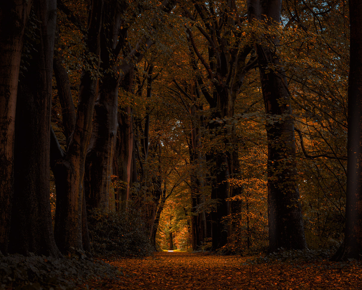Light at the end of a lane in a dark autumn forest Poster och Canvastavla