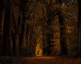 Light at the end of a lane in a dark autumn forest Poster och Canvastavla