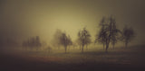 Morning light Poster och Canvastavla