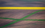 Painting the fields Poster och Canvastavla