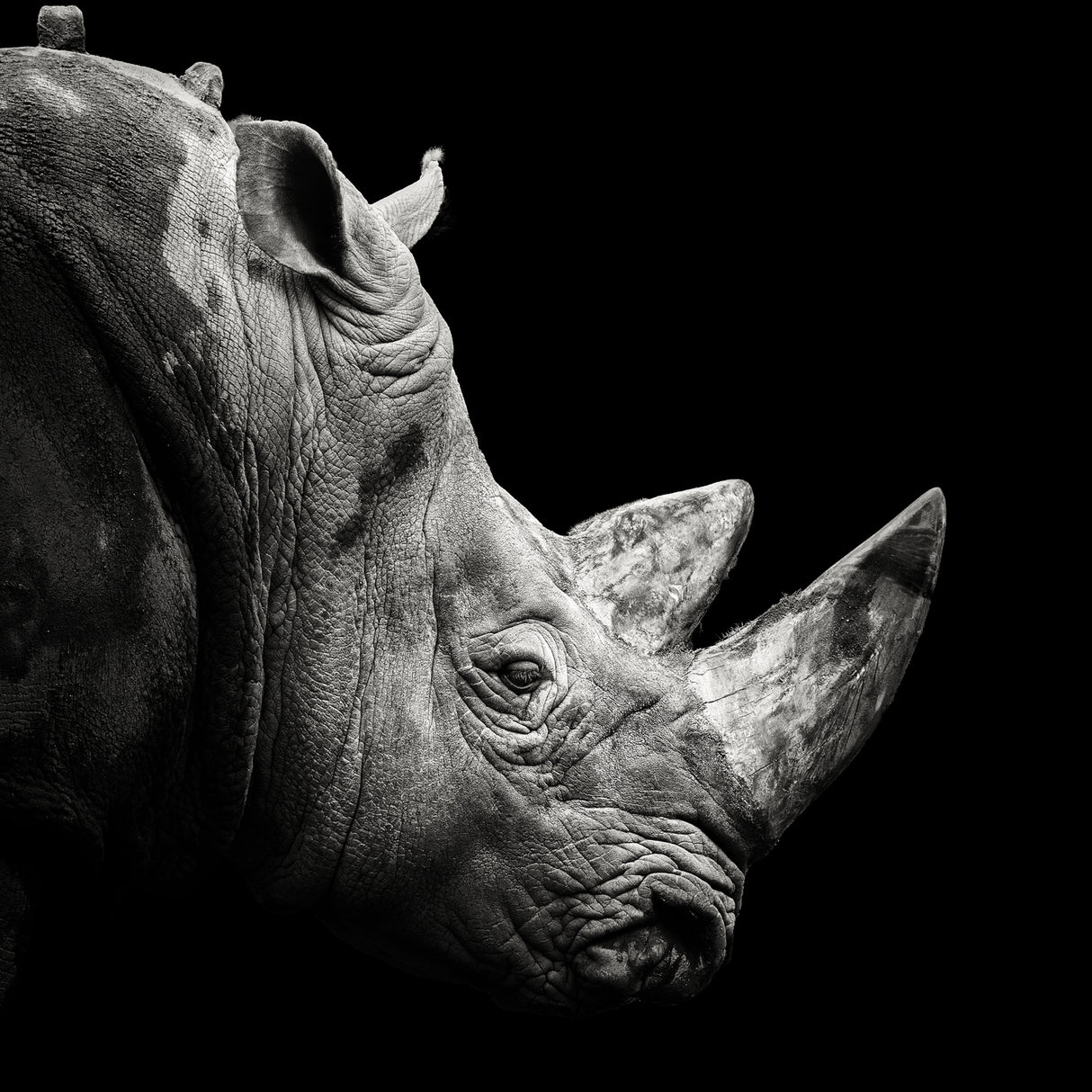 Rhino Poster och Canvastavla