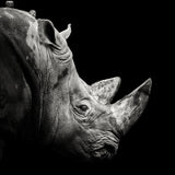 Rhino Poster och Canvastavla