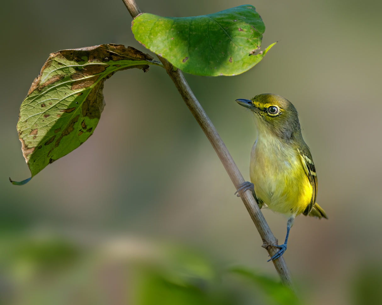 White eyed vireo Poster och Canvastavla