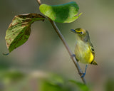 White eyed vireo Poster och Canvastavla