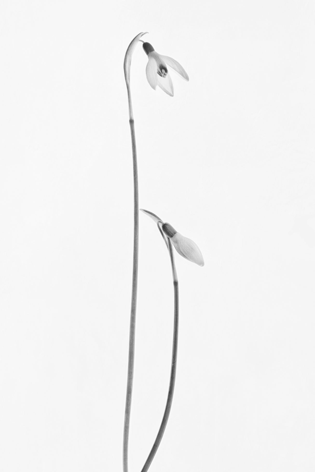 Springtime Poster och Canvastavla