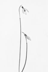 Springtime Poster och Canvastavla