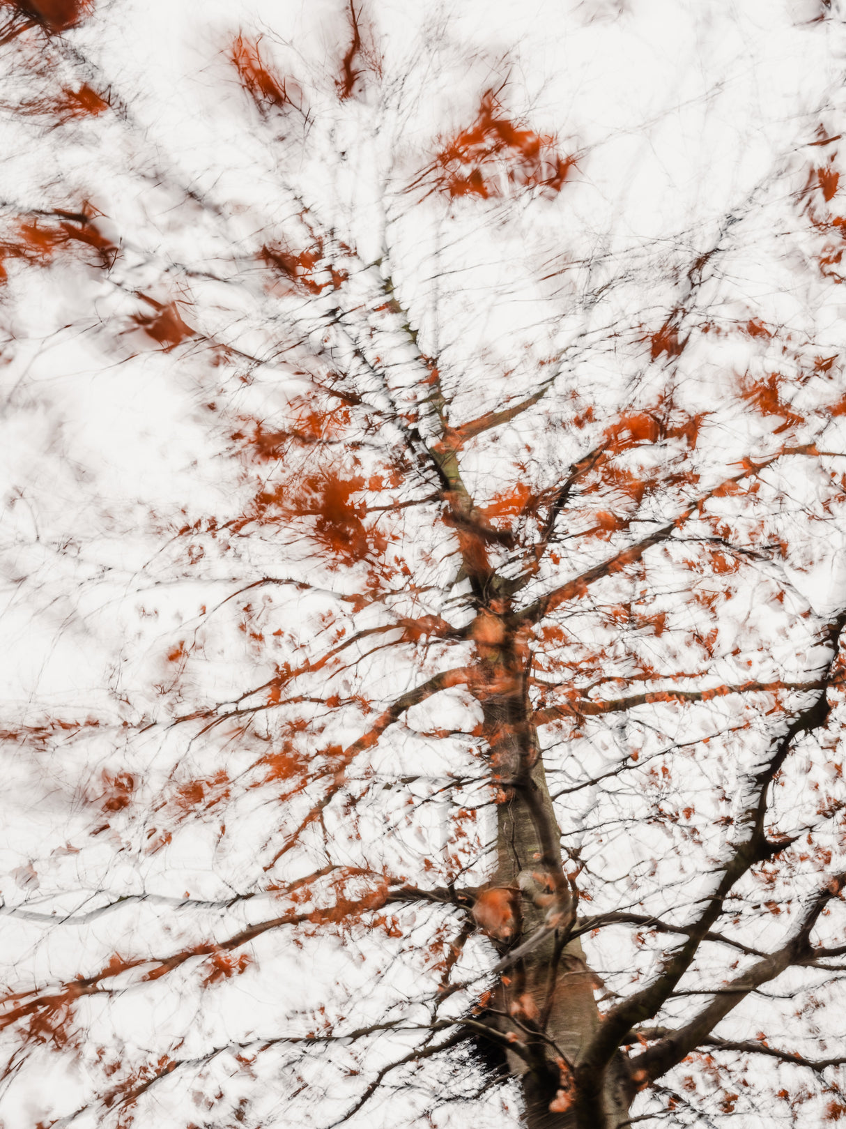 Autumn leaves Poster och Canvastavla