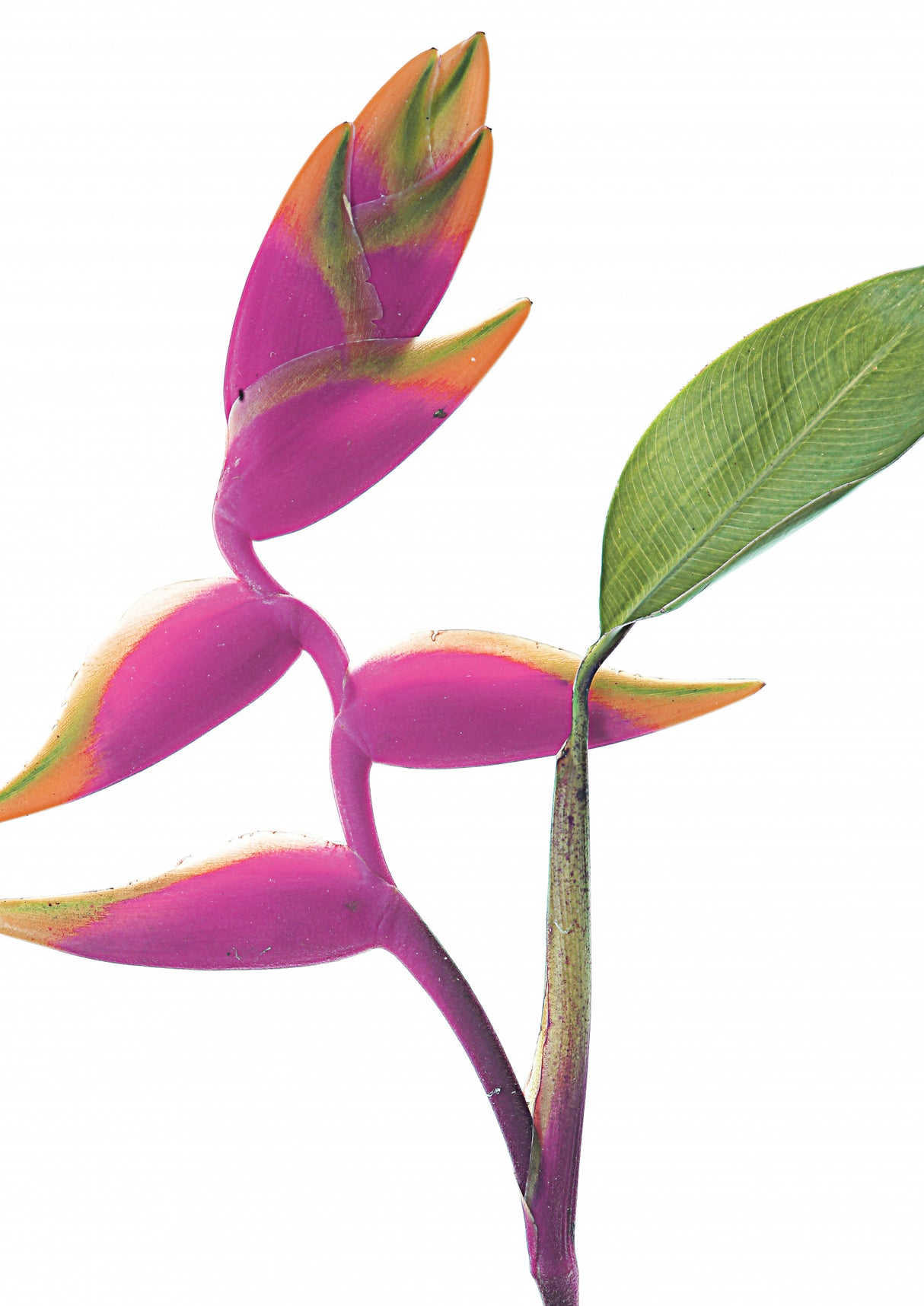 Lobster Claw Poster och Canvastavla