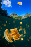 Flying jellyfish Poster och Canvastavla