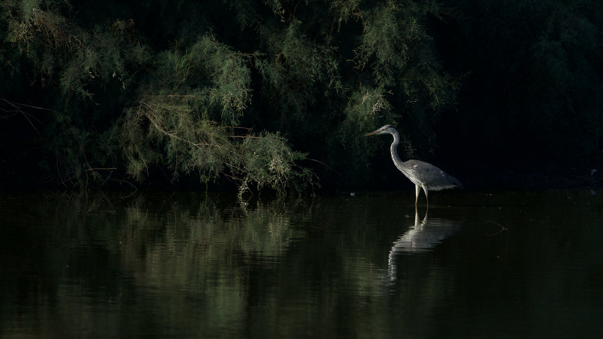 Great egret Poster och Canvastavla