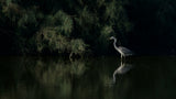 Great egret Poster och Canvastavla