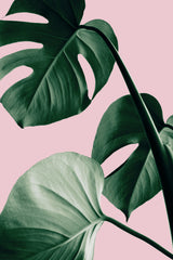 Monstera Pink No 07 Poster och Canvastavla