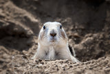 Prairie Dog Poster och Canvastavla