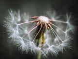 Dandelion fluff Poster och Canvastavla