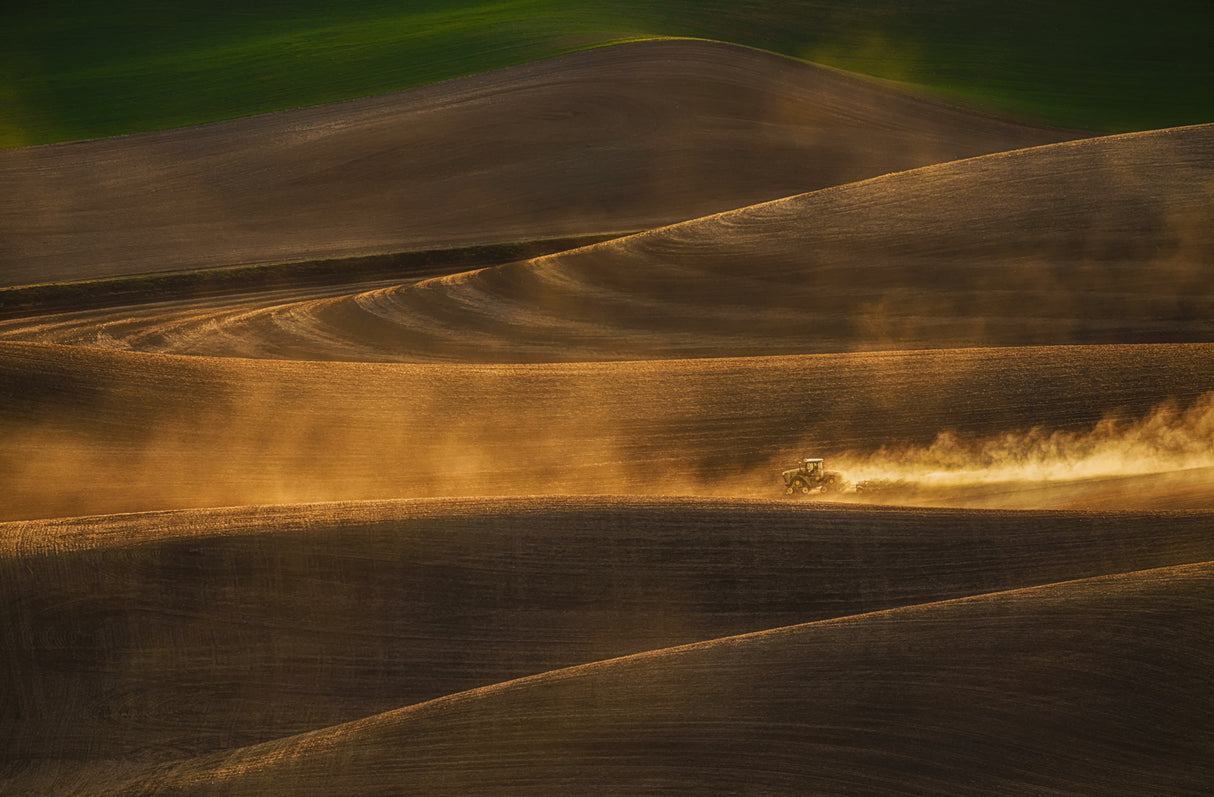 Golden Light over Wheat Field Poster och Canvastavla