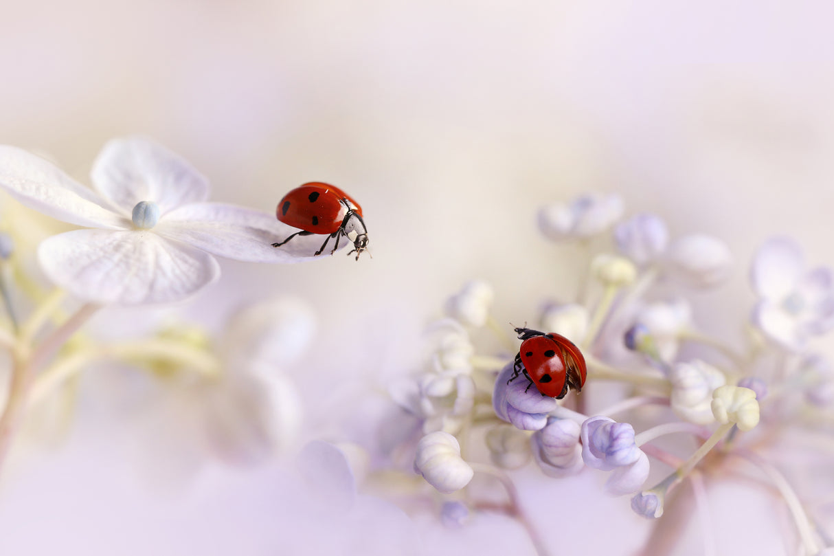 Small friends Poster och Canvastavla