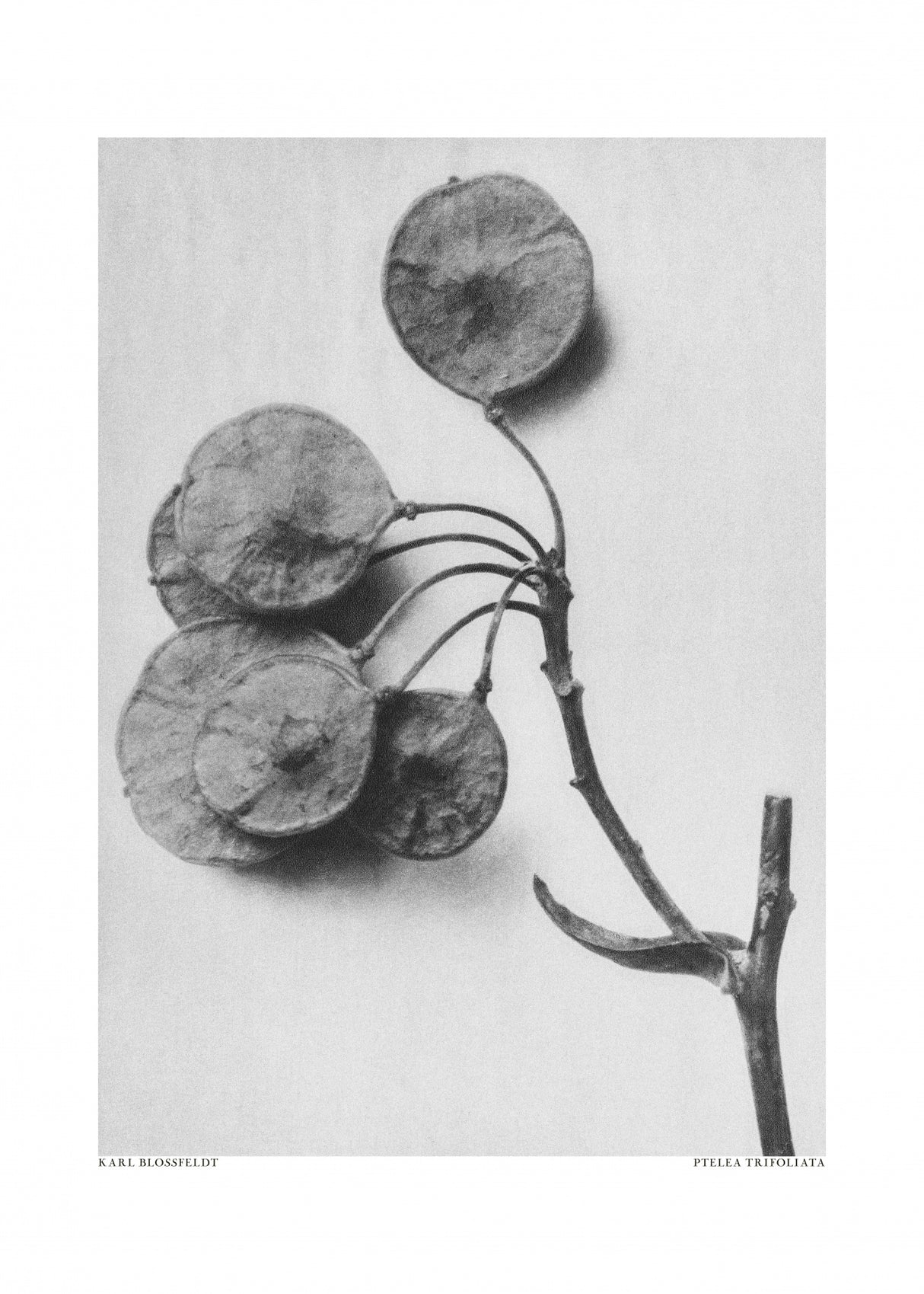 Ptelea Trifoliata Poster och Canvastavla