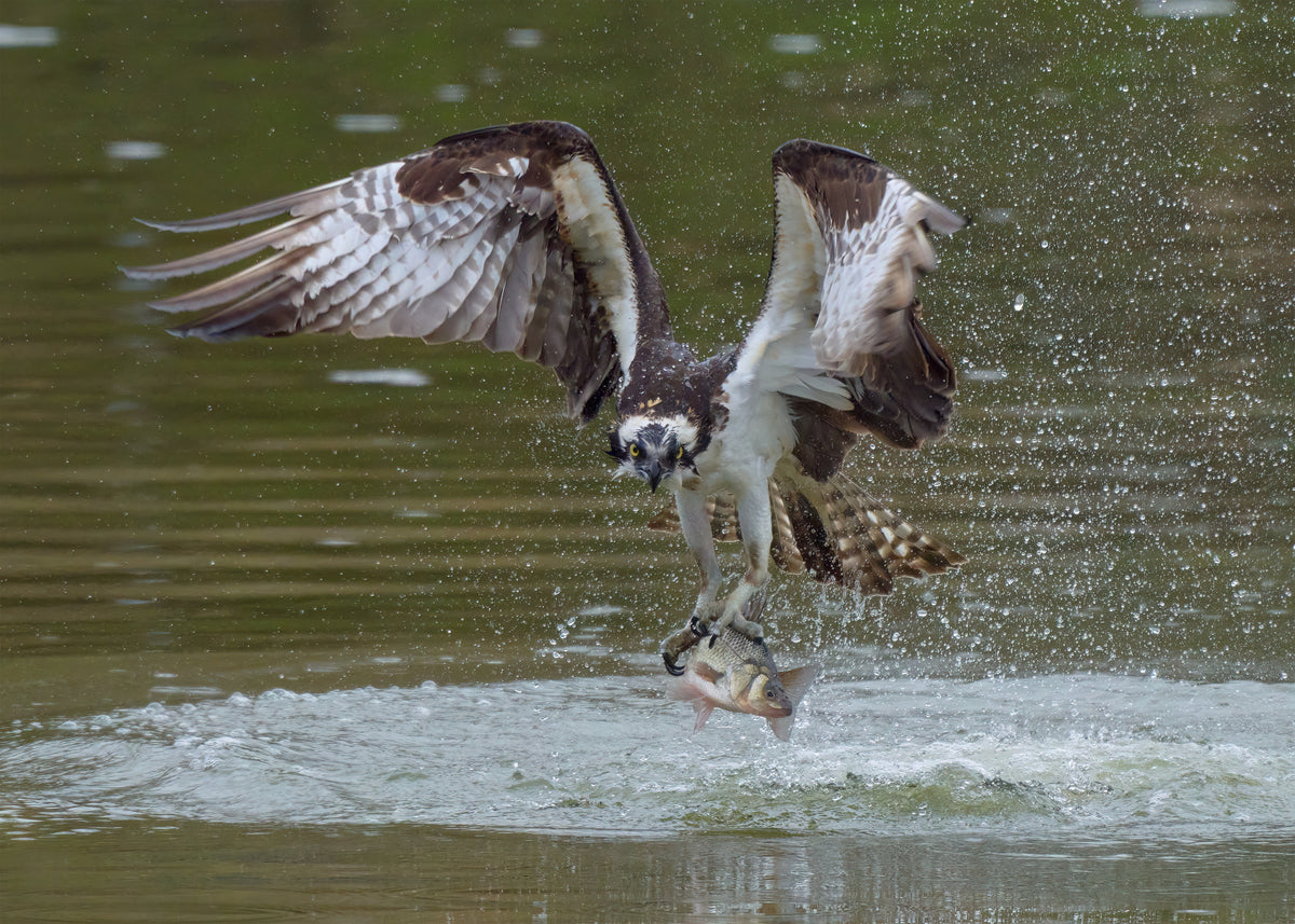 Osprey Grasping a Fish Poster och Canvastavla