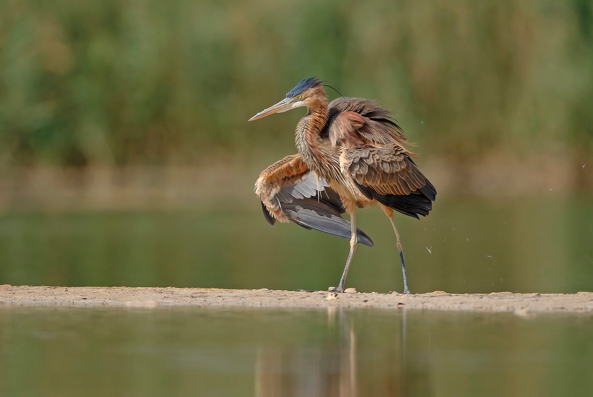 Purple Heron , after a deep bath.. Poster och Canvastavla