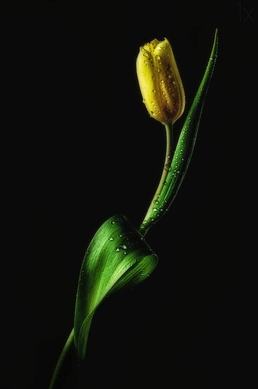 Tulip Poster och Canvastavla