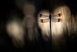 Playing with light Poster och Canvastavla